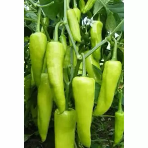 181481216