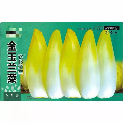 เมล็ดพันธุ์ เบลเยียม เอนไดว์ Belgian endive 800 เมล็ด