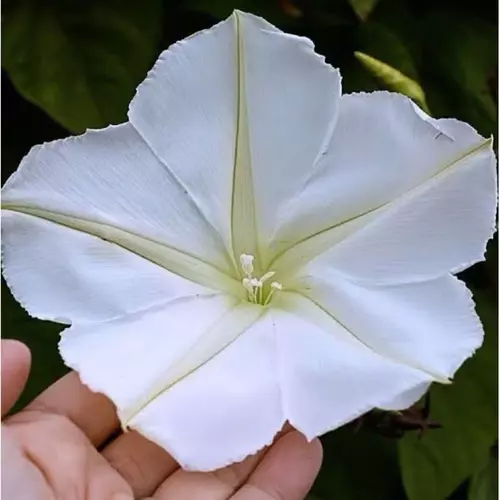 เมล็ด ชมจันทร์ หรือ ดอกพระจันทร์ Moon Flower  บรรจุ 3 - 10 เมล็ด ดอกทำอาหารได้