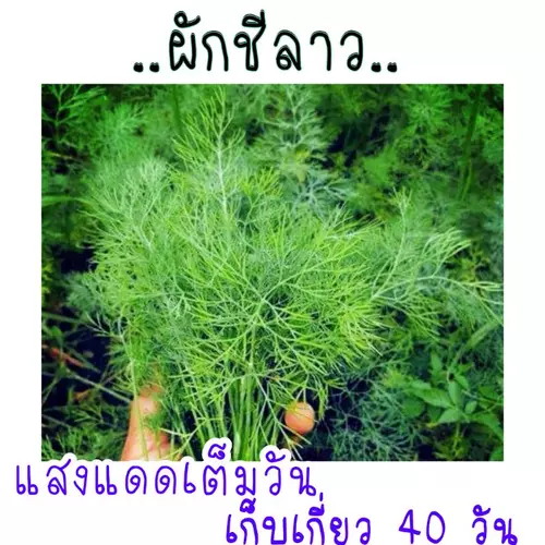 เมล็ด​พันธุ์​ ผักชีลาว​ 500​ เมล็ด​