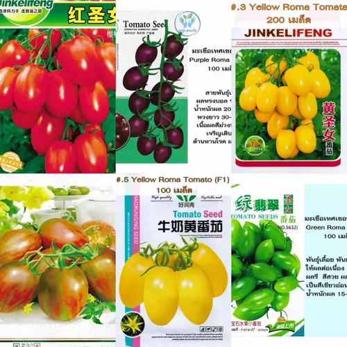 เมล็ดพันธุ์ มะเขือเทศ เชอร์รี่ 100 - 300 เมล็ด Roma Tomato Seed หลากสี / พุ่มเตี้ย สีเหลือง / สวีทเกิร์ล / สีดำ มินิ
