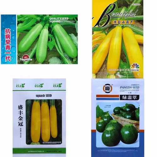 เมล็ด ซูกินี เขียว zucchini บรรจุ10-25 เมล็ด ซูกินีลูกกลม เหลือง สายพันธุ์ OP/F1 สายพันธุ์ OP