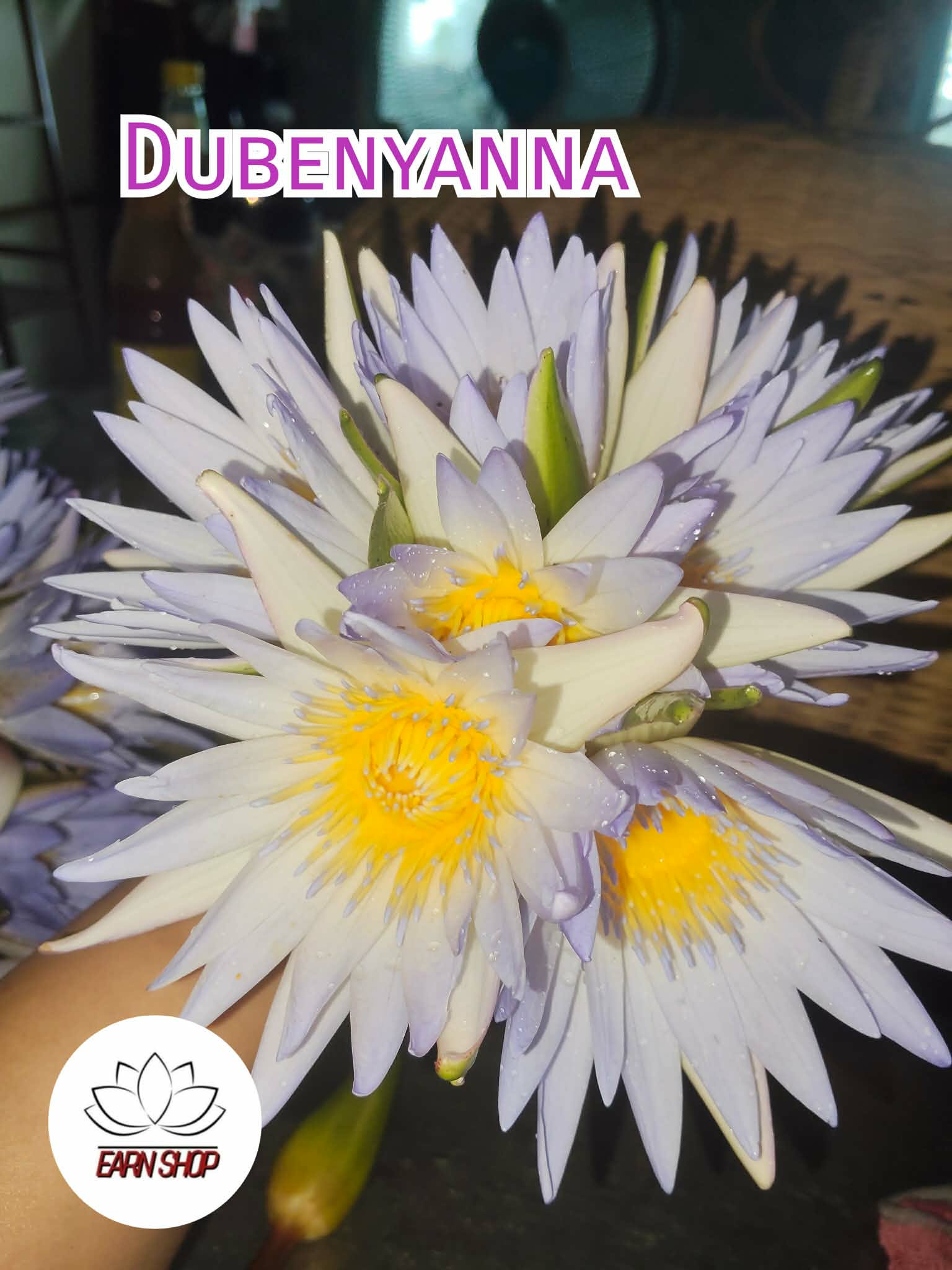 ชาดอกบัวอบแห้งDubenyanna