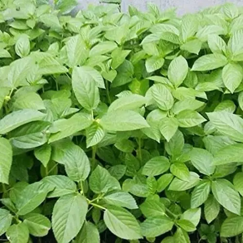 เมล็ดพันธุ์ ใบปอ โมโรเฮยะ ( Molokhia Egyptian Spinach See