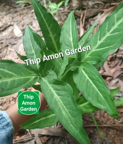 77862882
