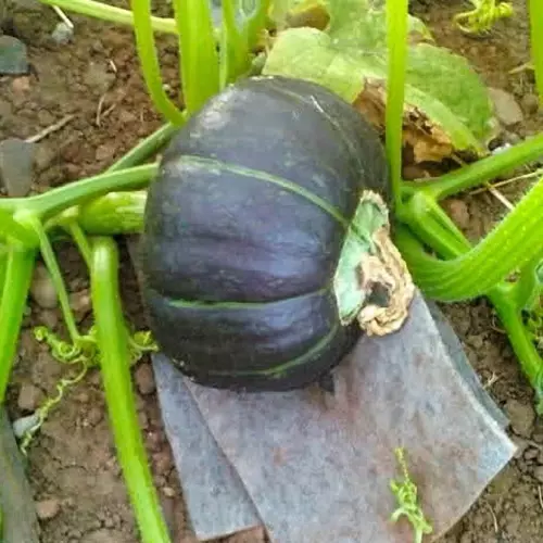 53265563