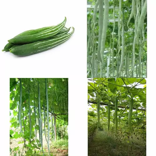 เมล็ดพันธุ์ บวบงู Long Snake Gourd / บวบงูขาว / ยาวยักษ์ อนาคอนด้า / จงอาง