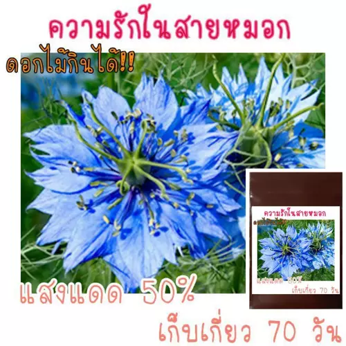 20 เมล็ด ดอกไม้กินได้ รักในสายหมอก Love in a Mist