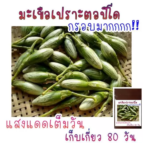 100 เมล็ด มะเขือเปราะตอปิโด กรอบมากๆ