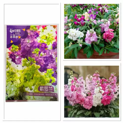 เมล็ดพันธุ์ ดอกสต๊อก คละสี Matthiola incana Seed บรรจุ 50 - 500 เมล็ด ซึ่งเป็นไม้ประดับที่มีกลิ่นหอมคล้ายเครื่องเทศ