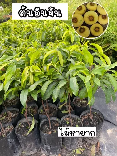 ต้นอินจัน มีผลสีเหลือง