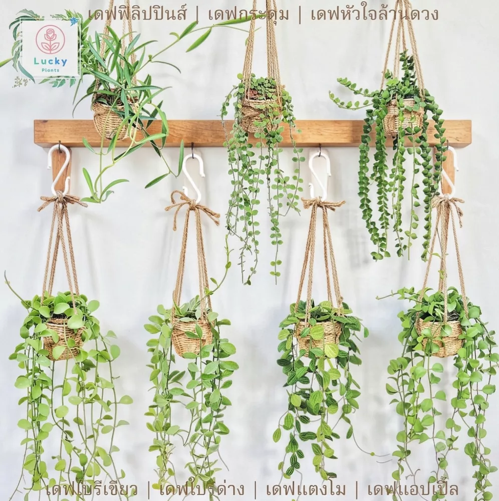 🌿(ขนาด 3 นิ้ว)เดฟใบรีเขียว/ใบรีด่าง/หัวใจล้านดวง/แตงโม/แอปเปิ้ล/ฟิลิปปินส์ พร้อมกระถางสาน+เชือก+ตะขอแขวน