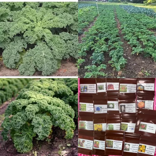 267002