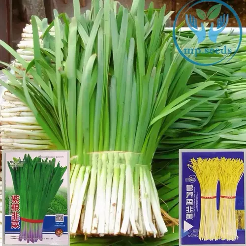 เมล็ด กุยช่าย ขาว สายพันธุ์ที่ผลิตกุยช่ายขาวโดยเฉพาะ chives 10กรัม