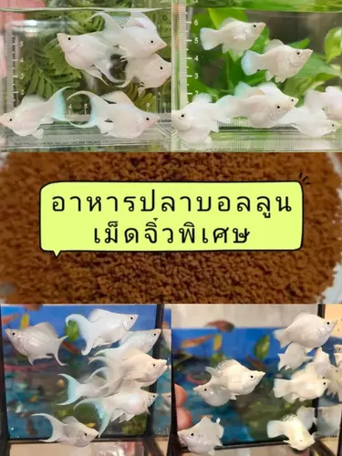 อาหารปลา*ปลาบอลลูนขาวแพลตตินั่ม