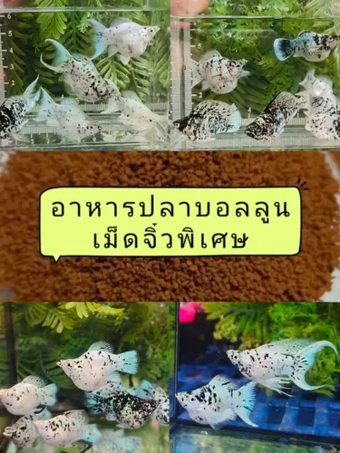 อาหารปลา*ปลาบอลลูนมาเบิ้ล,ดัมเมเชียล,วัวแพลตตินั่ม