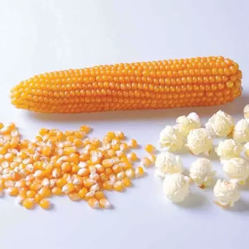 245541