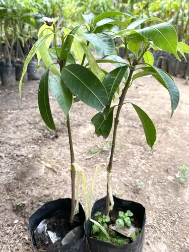 1 แถม 1 ต้นมะยงชิดเสียบยอด (สูง 25-30 cm.)