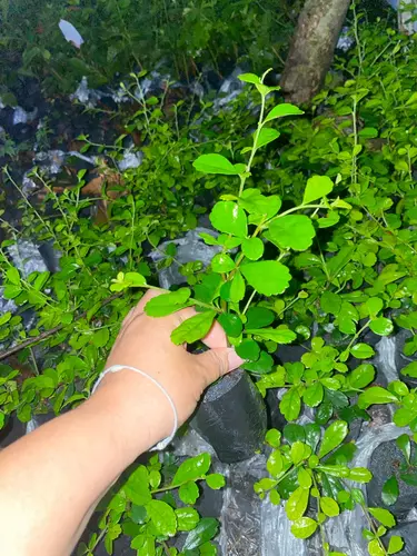 ต้นชาดัด ชาดัด