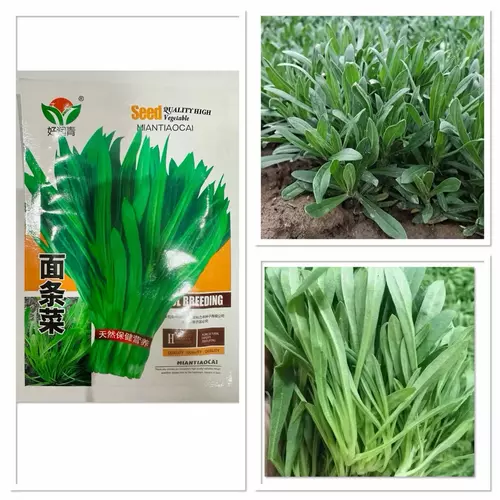 เมล็ดพันธุ์ ผัก เมียนเถียวไช่ Miantiaocai Seed บรรจุ 100 - 1200 เมล็ด ผลผลิตสูง ปลูกง่าย